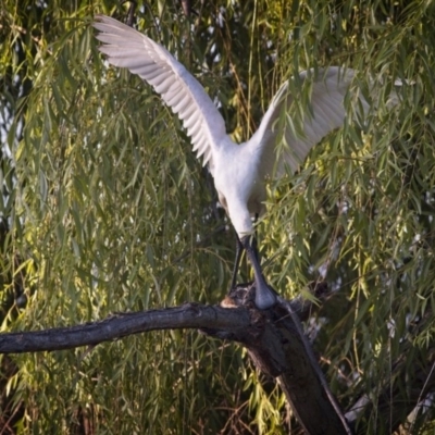 Platalea regia (Royal Spoonbill) at Fyshwick, ACT - 29 Dec 2018 by GlennMcMellon