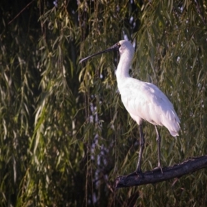 Platalea regia at Fyshwick, ACT - 29 Dec 2018 06:58 AM