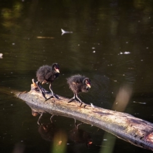 Gallinula tenebrosa at Fyshwick, ACT - 29 Dec 2018