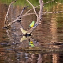 Psephotus haematonotus (Red-rumped Parrot) at Fyshwick, ACT - 28 Dec 2018 by GlennMcMellon