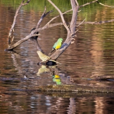 Psephotus haematonotus (Red-rumped Parrot) at Fyshwick, ACT - 29 Dec 2018 by GlennMcMellon