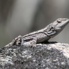 Amphibolurus muricatus (Jacky Lizard) at Mount Clear, ACT - 1 Dec 2018 by SWishart