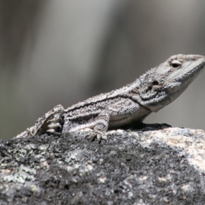 Amphibolurus muricatus (Jacky Lizard) at Mount Clear, ACT - 1 Dec 2018 by SWishart