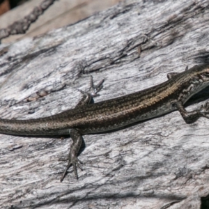 Pseudemoia entrecasteauxii at Mount Clear, ACT - 1 Dec 2018