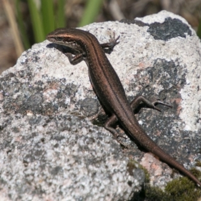 Pseudemoia entrecasteauxii (Woodland Tussock-skink) at Mount Clear, ACT - 1 Dec 2018 by SWishart