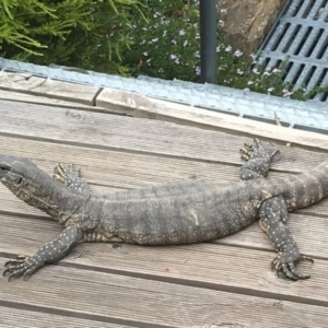 Varanus rosenbergi at Wamboin, NSW - 24 Dec 2018