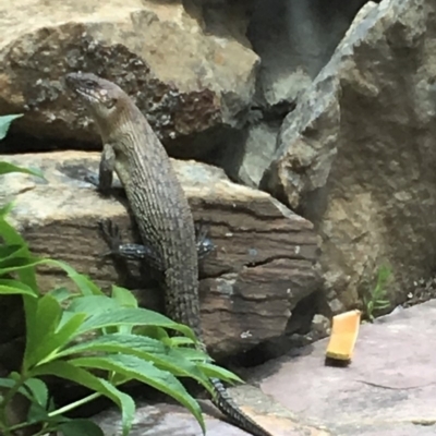 Egernia cunninghami (Cunningham's Skink) at Wamboin, NSW - 9 Dec 2018 by Varanus