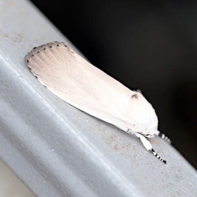 Cryptophasa (genus) (A Timber moth (Xyloryctidae)) at O'Connor, ACT - 19 Dec 2018 by ibaird