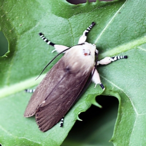 Cryptophasa sp. nr balteata at O'Connor, ACT - 19 Dec 2018