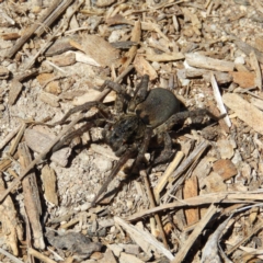 Lycosidae (family) (Unidentified wolf spider) at Kambah, ACT - 24 Dec 2018 by MatthewFrawley
