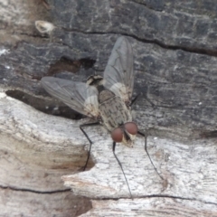 Senostoma sp. (genus) (A parasitoid tachinid fly) at Tuggeranong DC, ACT - 26 Dec 2018 by MichaelBedingfield