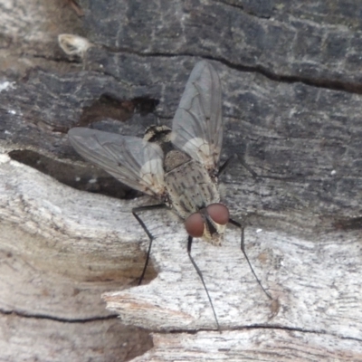 Senostoma sp. (genus) (A parasitoid tachinid fly) at Urambi Hills - 26 Dec 2018 by michaelb