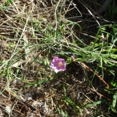 Convolvulus angustissimus subsp. angustissimus (Australian Bindweed) at Isaacs Ridge - 28 Dec 2018 by Mike