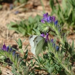 Pieris rapae (Cabbage White) at Isaacs, ACT - 28 Dec 2018 by Mike