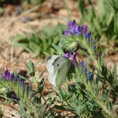 Pieris rapae (Cabbage White) at Isaacs, ACT - 29 Dec 2018 by Mike