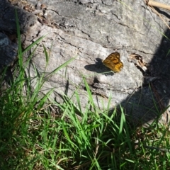 Heteronympha merope (Common Brown Butterfly) at Isaacs Ridge - 28 Dec 2018 by Mike