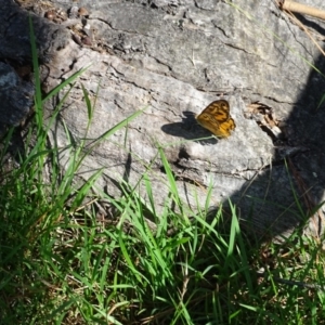 Heteronympha merope at Isaacs Ridge - 29 Dec 2018 08:49 AM