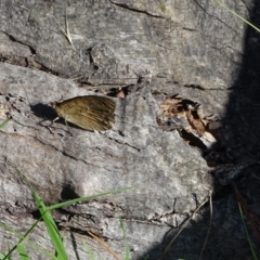 Heteronympha merope at Isaacs Ridge - 29 Dec 2018