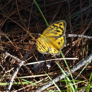 Heteronympha merope at Isaacs, ACT - 29 Dec 2018 08:30 AM