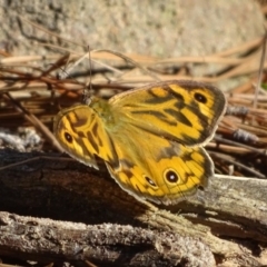 Heteronympha merope at Isaacs, ACT - 29 Dec 2018 08:30 AM