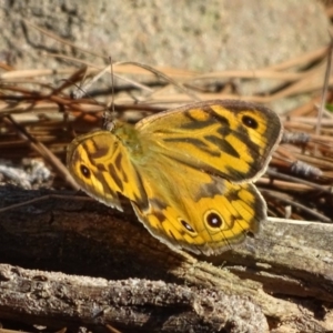 Heteronympha merope at Isaacs, ACT - 29 Dec 2018 08:30 AM