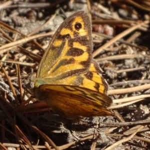 Heteronympha merope at Isaacs, ACT - 29 Dec 2018 08:30 AM