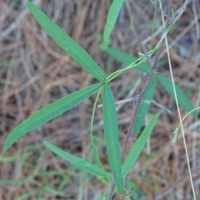 Glycine clandestina (Twining Glycine) at Isaacs, ACT - 28 Dec 2018 by Mike