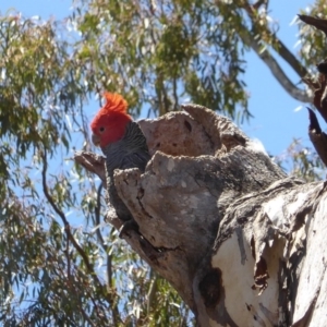 Callocephalon fimbriatum at Red Hill, ACT - 4 Nov 2017