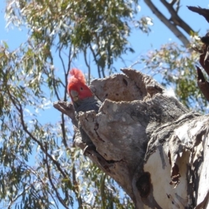 Callocephalon fimbriatum at Red Hill, ACT - 4 Nov 2017