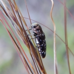 Diphucrania sp. (genus) (Jewel Beetle) at Cook, ACT - 28 Dec 2018 by CathB