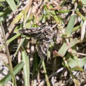 Pyralidae (family) at Mount Clear, ACT - 1 Dec 2018