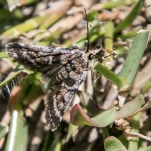 Pyralidae (family) at Mount Clear, ACT - 1 Dec 2018