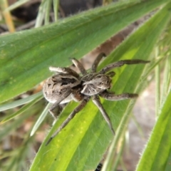 Tasmanicosa godeffroyi (Garden Wolf Spider) at Dunlop, ACT - 27 Dec 2018 by CathB