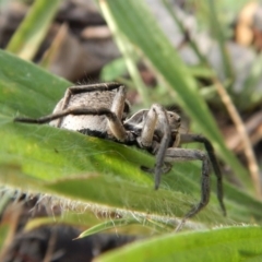 Tasmanicosa godeffroyi at Dunlop, ACT - 28 Dec 2018 07:53 AM