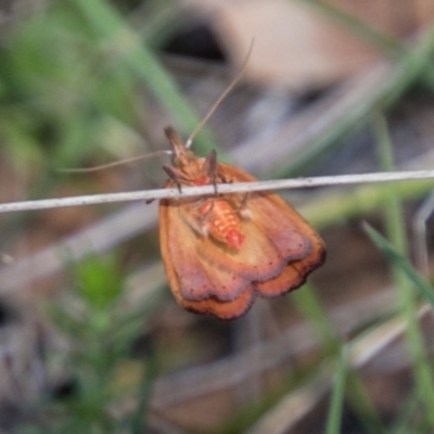 Tortricopsis uncinella (A concealer moth) at Mount Clear, ACT - 1 Dec 2018 by SWishart