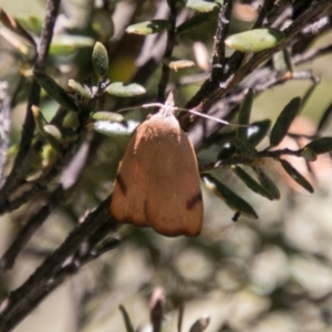 Tortricopsis uncinella at Mount Clear, ACT - 1 Dec 2018 11:17 AM