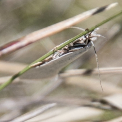 Zacorus carus (White Wingia) at Mount Clear, ACT - 1 Dec 2018 by SWishart
