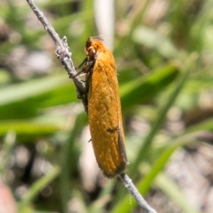 Endeolena aurinatella at Mount Clear, ACT - 1 Dec 2018 01:23 PM