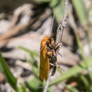 Endeolena aurinatella at Mount Clear, ACT - 1 Dec 2018 01:23 PM