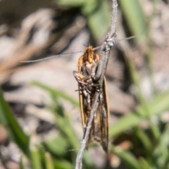 Endeolena aurinatella at Mount Clear, ACT - 1 Dec 2018 01:23 PM