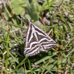 Dichromodes confluaria (Ceremonial Heath Moth) at Mount Clear, ACT - 1 Dec 2018 by SWishart