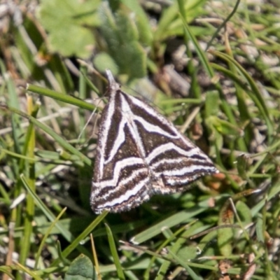 Dichromodes confluaria (Ceremonial Heath Moth) at Mount Clear, ACT - 1 Dec 2018 by SWishart