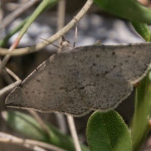 Taxeotis intextata at Mount Clear, ACT - 1 Dec 2018