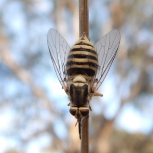 Australiphthiria hilaris at Dunlop, ACT - 28 Dec 2018 08:00 AM