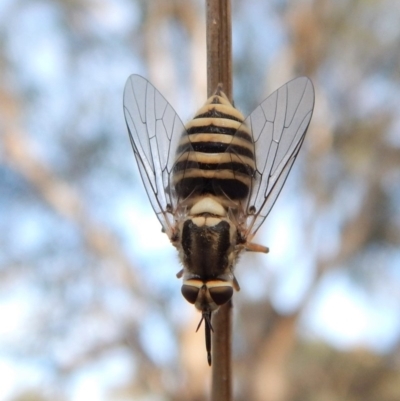 Australiphthiria hilaris (Slender Bee Fly) at Dunlop, ACT - 27 Dec 2018 by CathB