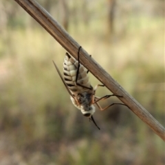 Australiphthiria hilaris at Dunlop, ACT - 28 Dec 2018 08:00 AM