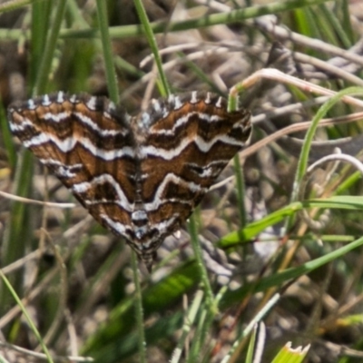 Melitulias graphicata (Mask Carpet) at Mount Clear, ACT - 1 Dec 2018 by SWishart