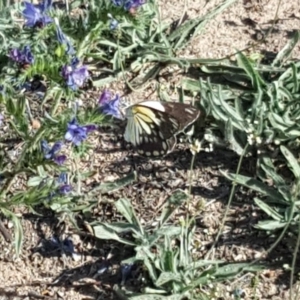 Belenois java at Isaacs, ACT - 29 Dec 2018 09:23 AM