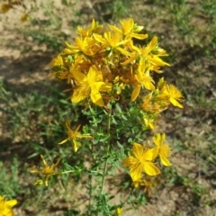 Hypericum perforatum (St John's Wort) at Symonston, ACT - 28 Dec 2018 by Mike