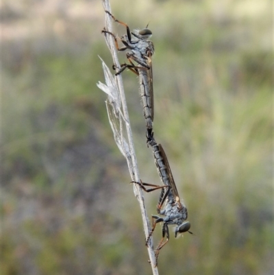 Cerdistus sp. (genus) (Slender Robber Fly) at Cook, ACT - 27 Dec 2018 by CathB